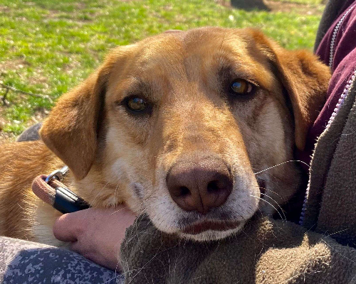 Adotta un cane, femmina, 7 anni e 7 mesi, Pavia