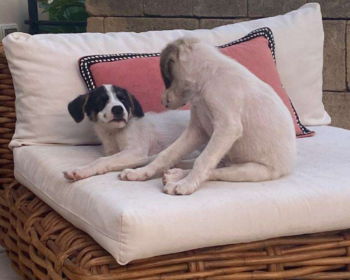 Adotta un cane, femmina, 2 anni , Vibo