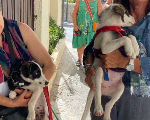Vuoi adottare un cane a Vibo?