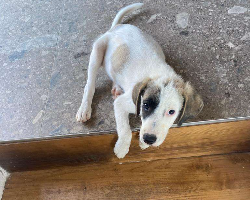 Adotta un cane, taglia media, femmina, Vibo