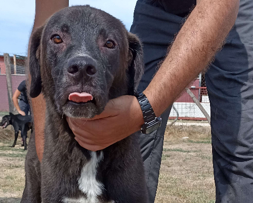 Foto dell'animale