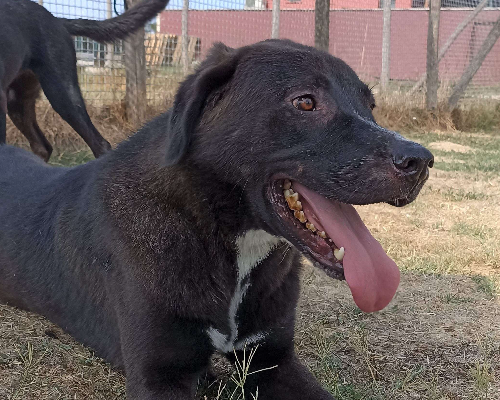Vuoi adottare un cane a Latina?
