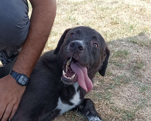 Adotta un cane, taglia grande, maschio, Latina