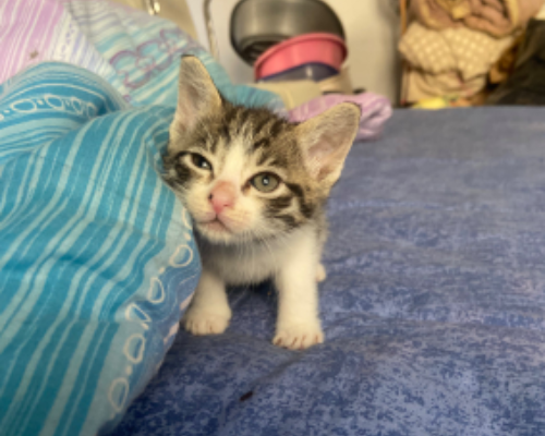 Vuoi adottare un gatto a Roma?