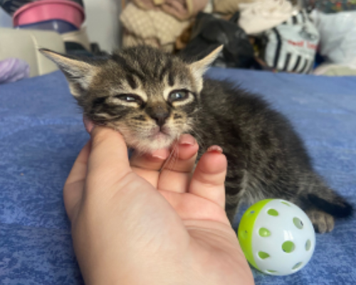 Adotta un gatto, taglia non valida, femmina, Roma