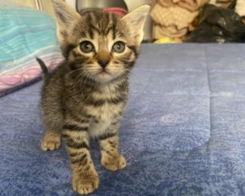 Adozione gatto, femmina, meticcio, 2 anni e 6 mesi, taglia non valida, Roma