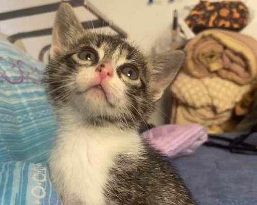 Adotta il gatto mufasa, nala, kiara, zira, sarabi a Roma