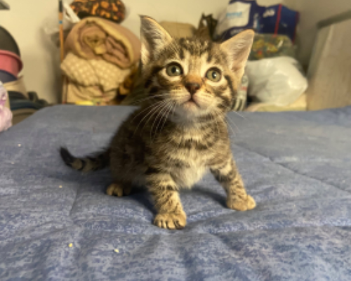 Adotta un gatto, femmina, 2 anni e 6 mesi, Roma