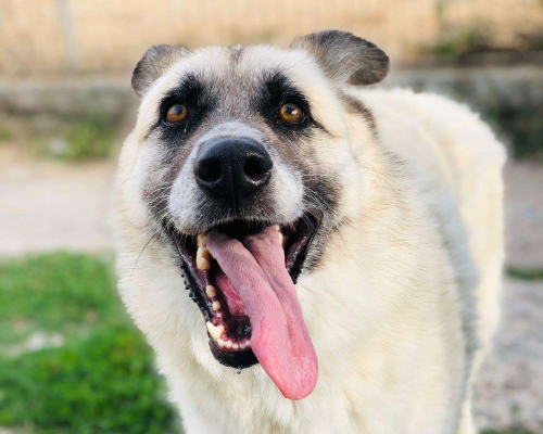 Adotta un cane, taglia grande, maschio, Napoli