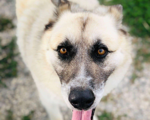 Vuoi adottare un cane a Napoli?