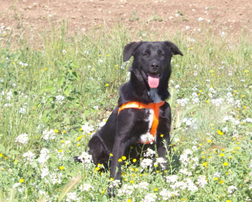 Adozione cane, maschio, meticcio, 3 anni e 1 mese, taglia media, Taranto