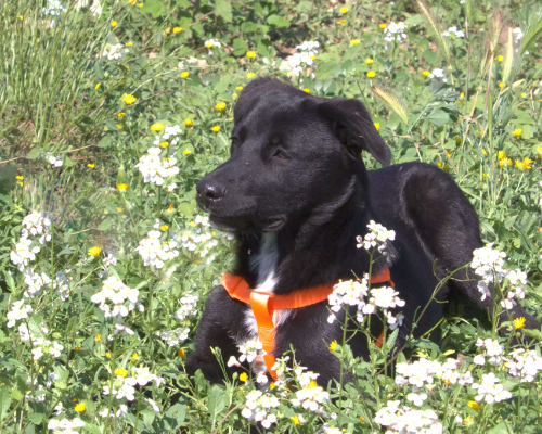 Adotta un cane, maschio, 3 anni e 1 mese, Taranto