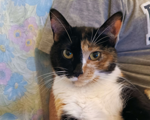 Adotta un gatto, taglia non valida, femmina, Bologna