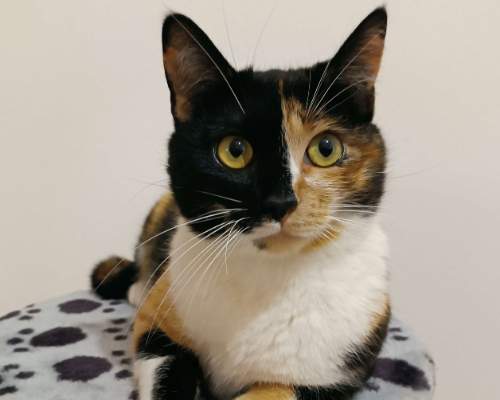 Adotta un gatto, femmina, 3 anni  e 8 mesi , Bologna