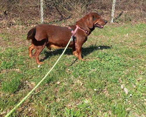 Adotta un cane, maschio, 11 anni , Terni