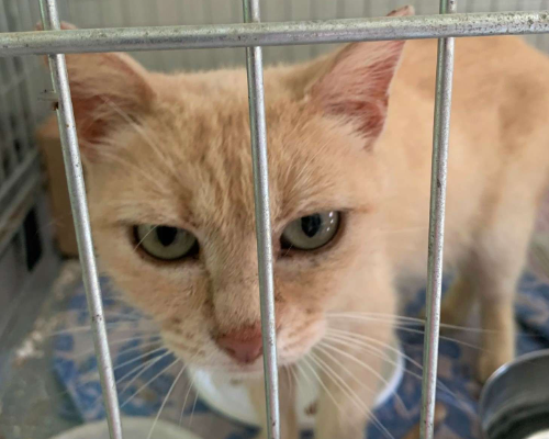 Adozione gatto, femmina, meticcio, 3 anni e 5 mesi, taglia non valida, Bologna