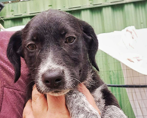 Adotta un cane, maschio, 2 anni e 8 mesi, Crotone