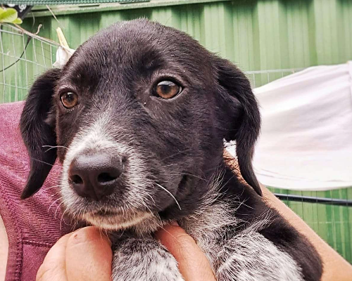 Adozione cane, maschio, meticcio, 2 anni e 8 mesi, taglia media, Crotone