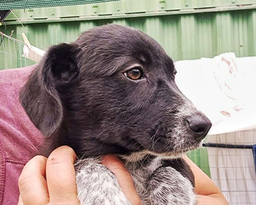 Adotta un cane, taglia media, maschio, Crotone