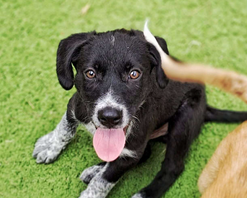 Vuoi adottare un cane a Crotone?