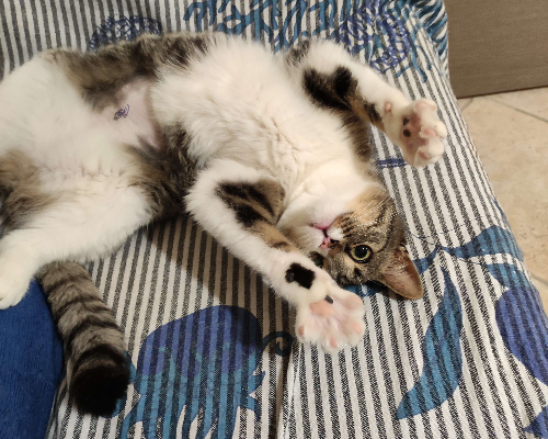 Adotta un gatto, femmina, 2 anni  e 8 mesi , Brindisi
