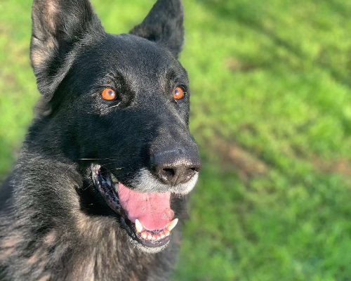 Adotta un cane, maschio, 7 anni  e 3 mesi , Pisa