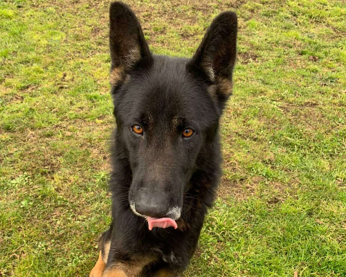 Adozione cane, maschio, Pastore tedesco, 7 anni  e 3 mesi , taglia grande, Pisa