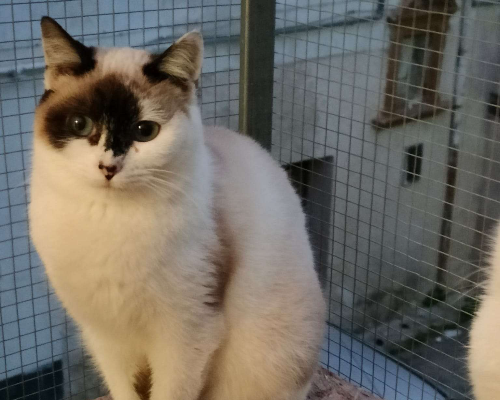 Adotta un gatto, femmina, 3 anni  e 8 mesi , Trapani