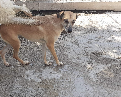 Adotta un cane, taglia media, femmina, Napoli