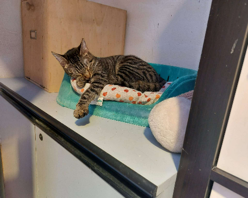 Foto dell'animale