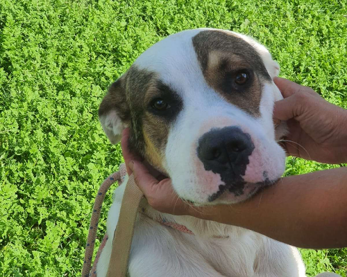 Adotta il cane Lion a Viterbo