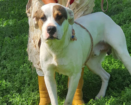 Adotta un cane, maschio, 5 anni e 4 mesi, Viterbo