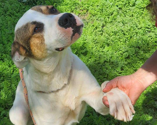 Adozione cane, maschio, meticcio, 5 anni e 4 mesi, taglia gigante, Viterbo