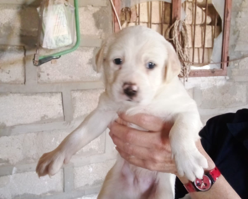 Adozione cane, maschio, meticcio, 3 anni, taglia grande, Siracusa