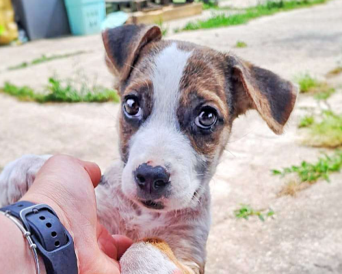 Adozione cane, femmina, meticcio, 2 anni e 7 mesi, taglia media, Crotone