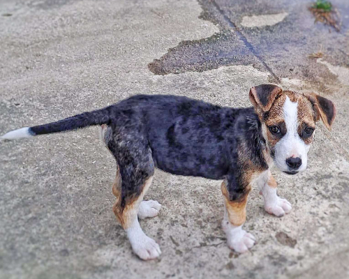 Adotta un cane, taglia media, femmina, Crotone