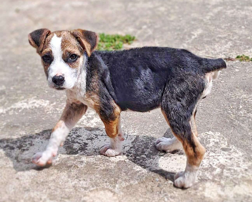 Vuoi adottare un cane a Crotone?