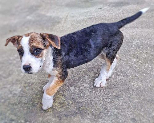 Adotta un cane, femmina, 2 anni e 7 mesi, Crotone