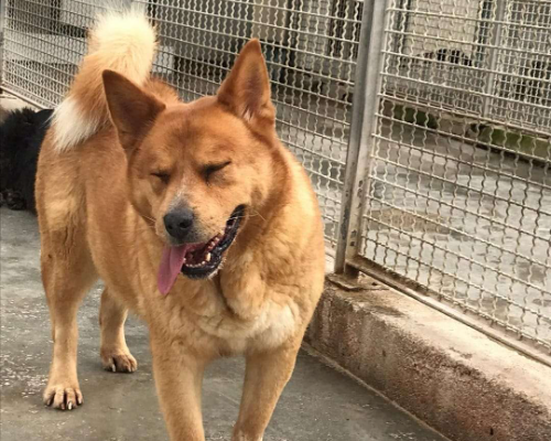 Adotta un cane, femmina, 12 anni e 5 mesi, Napoli