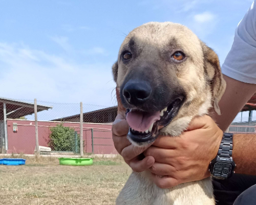 Adotta il cane LEO a Latina