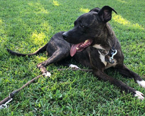 Adotta un cane, femmina, 7 anni  e 5 mesi , Bergamo