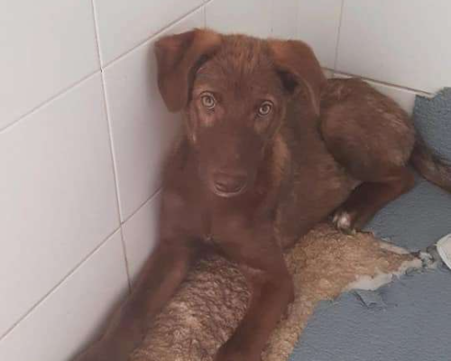 Adotta un cane, maschio, 3 anni  e 8 mesi , Bari
