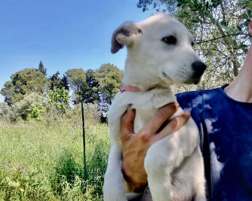 Adotta un cane, taglia media, femmina, Crotone