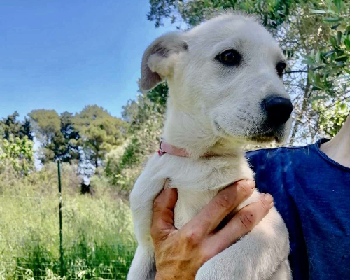 Vuoi adottare un cane a Crotone?