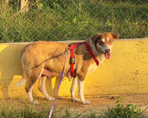Adotta il cane Marilu' a Latina