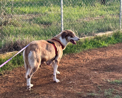 Adotta un cane, taglia media, femmina, Latina