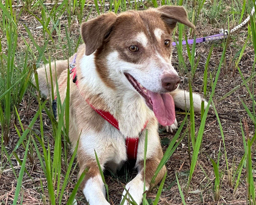 Adotta un cane, femmina, 10 anni  e 4 mesi , Latina
