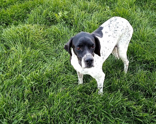 Adozione cane, femmina, Pointer, 9 anni e 10 mesi, taglia media, Torino