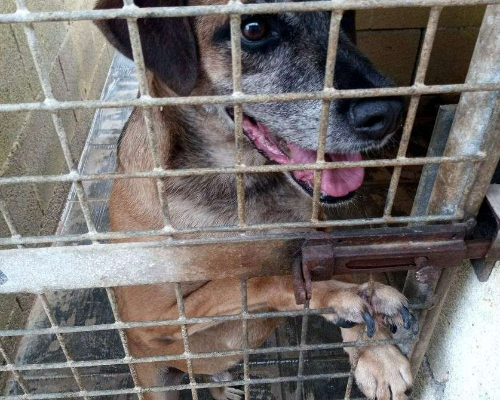 Vuoi adottare un cane a Taranto?