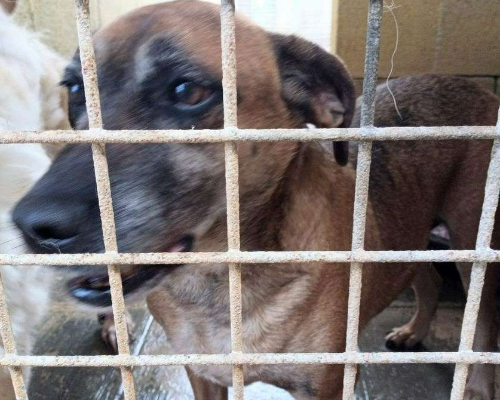 Adotta il cane PISOLO a Taranto